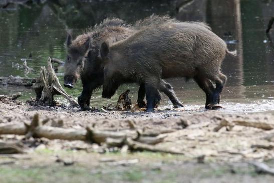 Wildschwein Wildpark Alte Fasanerie Klein Auheim 2021