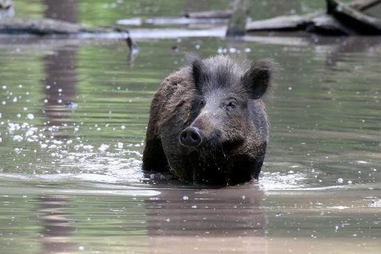 Wildschwein Wildpark Alte Fasanerie Klein Auheim 2021