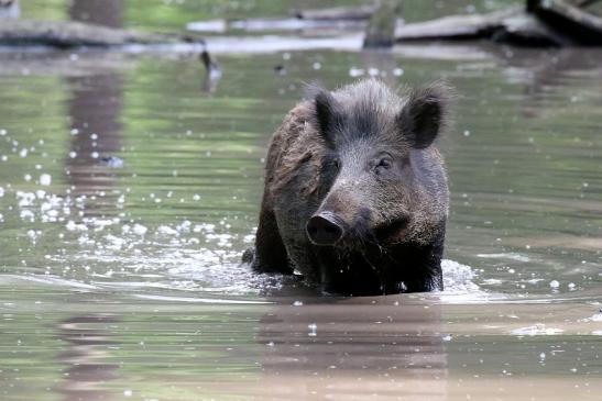 Wildschwein Wildpark Alte Fasanerie Klein Auheim 2021