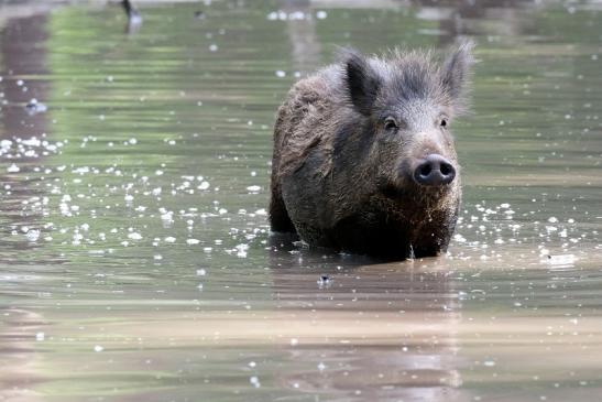 Wildschwein Wildpark Alte Fasanerie Klein Auheim 2021