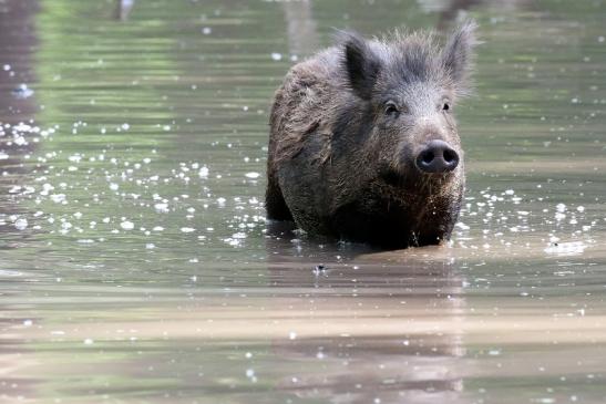 Wildschwein Wildpark Alte Fasanerie Klein Auheim 2021