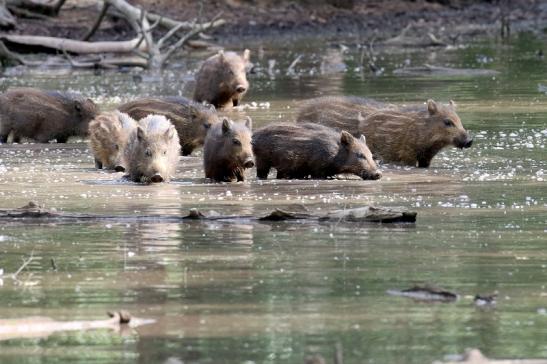 Wildschwein Wildpark diesjährige Frischlinge Alte Fasanerie Klein Auheim 2021