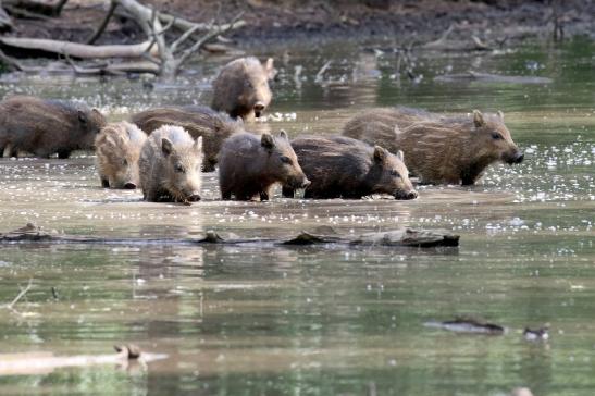 Wildschwein Wildpark diesjährige Frischlinge Alte Fasanerie Klein Auheim 2021