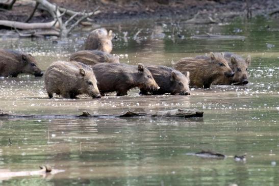 Wildschwein Wildpark diesjährige Frischlinge Alte Fasanerie Klein Auheim 2021