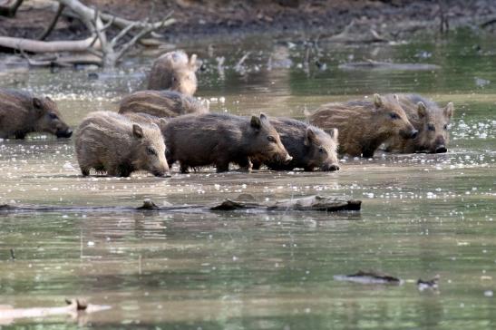 Wildschwein Wildpark diesjährige Frischlinge Alte Fasanerie Klein Auheim 2021