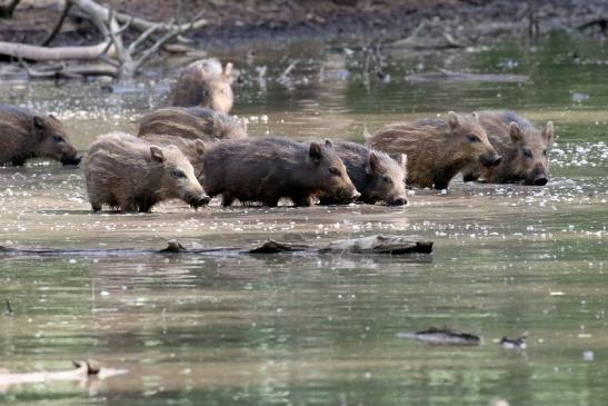 Wildschwein diesjährige Frischlinge Wildpark Alte Fasanerie Klein Auheim 2021