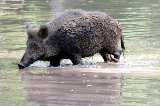 Wildschwein Wildpark Alte Fasanerie Klein Auheim 2021