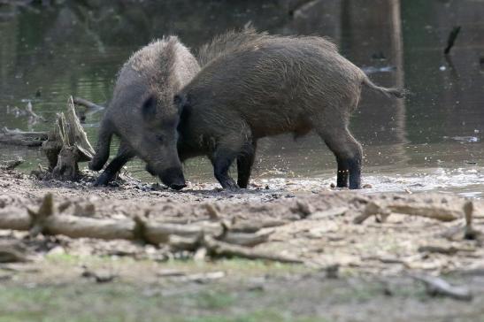 Wildschwein Alte Fasanerie Klein Auheim 2021