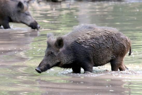 Wildschwein Wildpark Alte Fasanerie Klein Auheim 2021