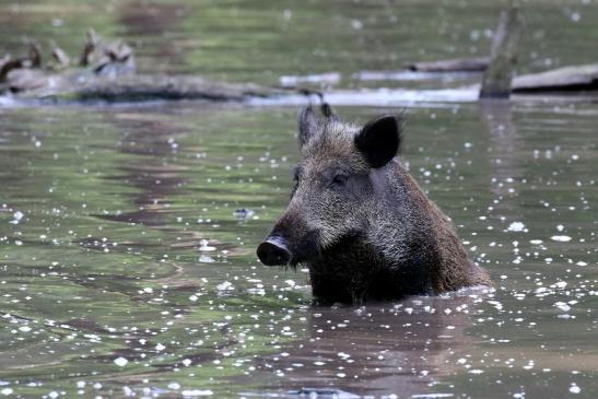 Wildschwein Alte Fasanerie Klein Auheim 2021