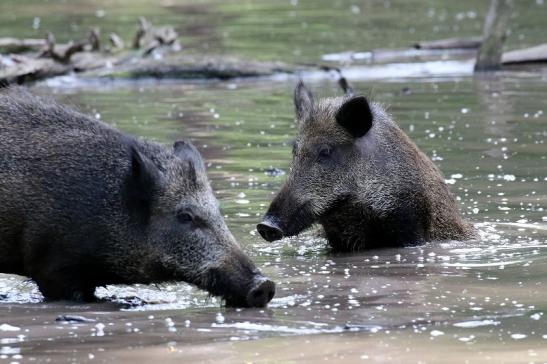 Wildschwein Wildpark Alte Fasanerie Klein Auheim 2021