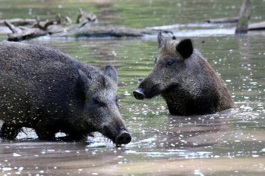 Wildschwein Wildpark Alte Fasanerie Klein Auheim 2021