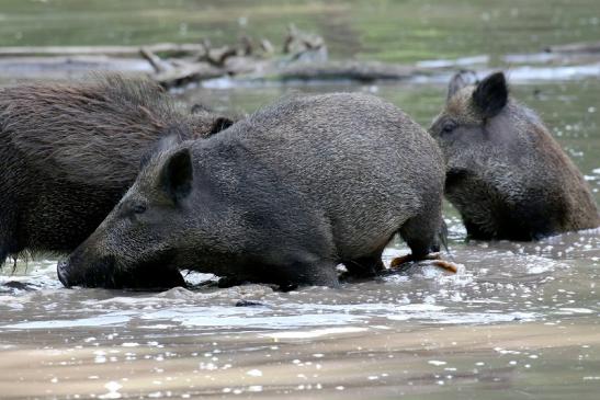 Wildschwein Wildpark Alte Fasanerie Klein Auheim 2021