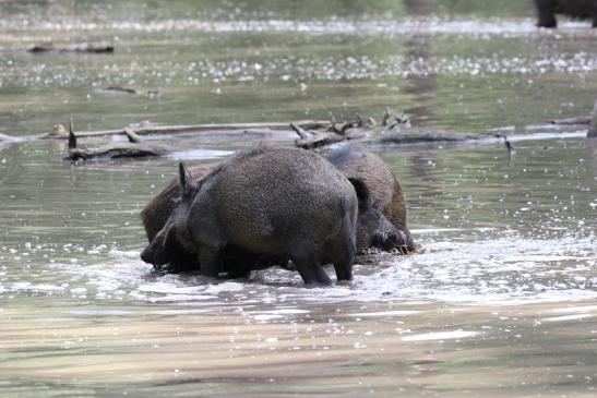 Wildschwein Wildpark Alte Fasanerie Klein Auheim 2021