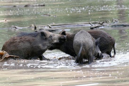 Wildschwein Wildpark Alte Fasanerie Klein Auheim 2021