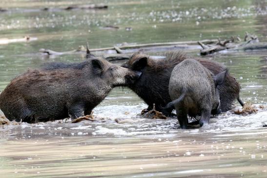 Wildschwein Wildpark Alte Fasanerie Klein Auheim 2021