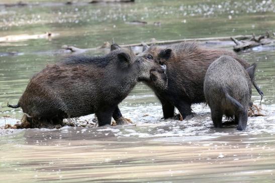 Wildschwein Wildpark Alte Fasanerie Klein Auheim 2021