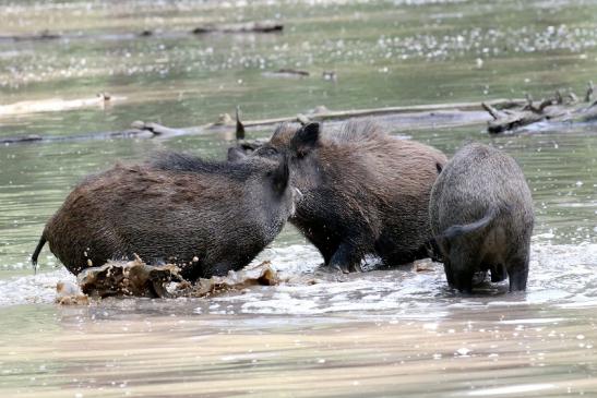 Wildschwein Wildpark Alte Fasanerie Klein Auheim 2021