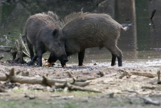 Wildschwein Wildpark Alte Fasanerie Klein Auheim 2021