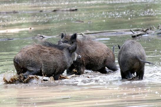 Wildschwein Wildpark Alte Fasanerie Klein Auheim 2021