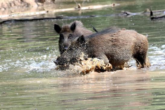 Wildschwein Wildpark Alte Fasanerie Klein Auheim 2021