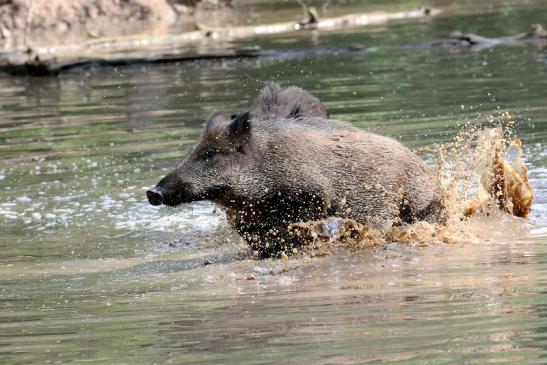 Wildschwein Wildpark Alte Fasanerie Klein Auheim 2021