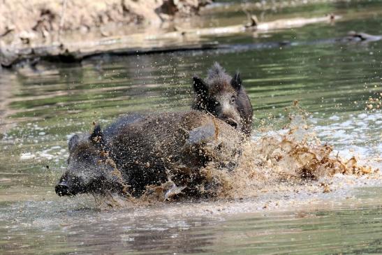 Wildschwein Wildpark Alte Fasanerie Klein Auheim 2021