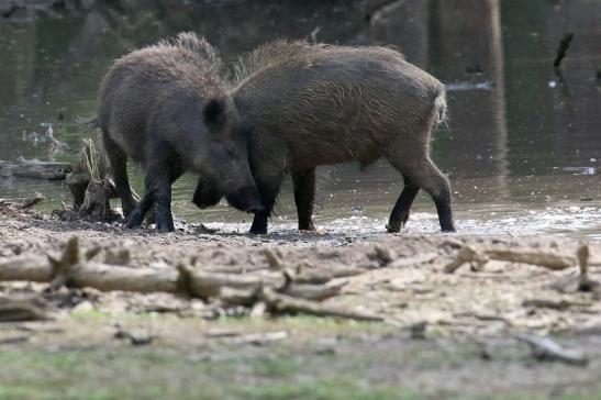 Wildschwein Wildpark Alte Fasanerie Klein Auheim 2021