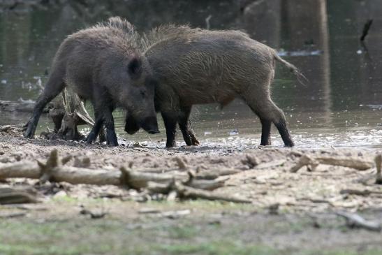 Wildschwein Wildpark Alte Fasanerie Klein Auheim 2021