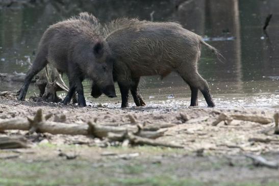 Wildschwein Wildpark Alte Fasanerie Klein Auheim 2021