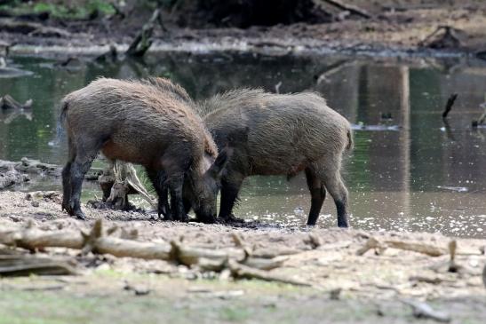 Wildschwein Wildpark Alte Fasanerie Klein Auheim 2021