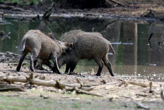 Wildschwein Wildpark Alte Fasanerie Klein Auheim 2021