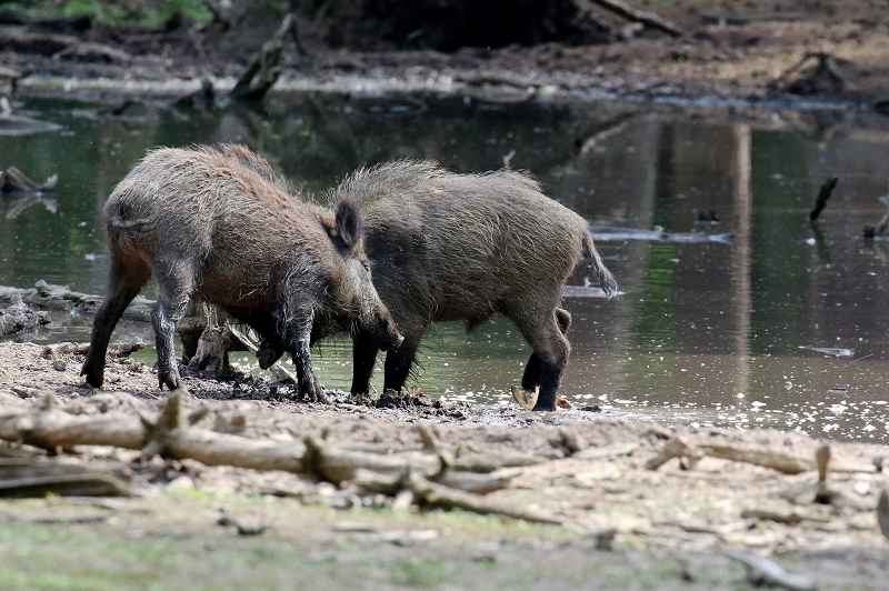 Wildschwein Wildpark Alte Fasanerie Klein Auheim 2021