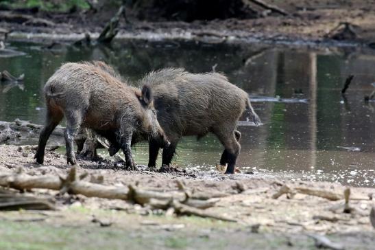 Wildschwein Wildpark Alte Fasanerie Klein Auheim 2021