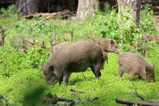 Wildschwein Wildpark mit Jungtier Alte Fasanerie Klein Auheim 2021