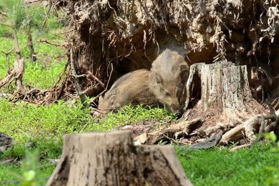 Wildschwein Jungtier Wildpark Alte Fasanerie Klein Auheim 2021