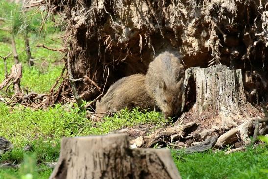 Wildschwein Jungtier Wildpark Alte Fasanerie Klein Auheim 2021