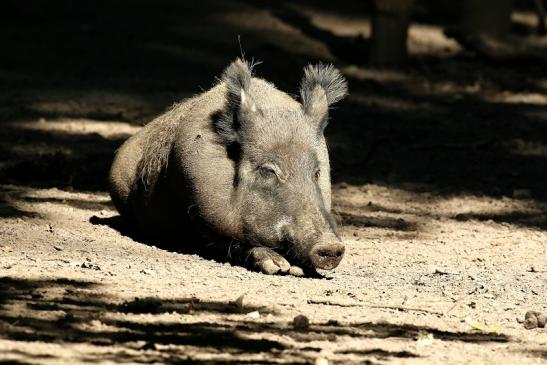 Wildschwein Wildpark Alte Fasanerie Klein Auheim 2021