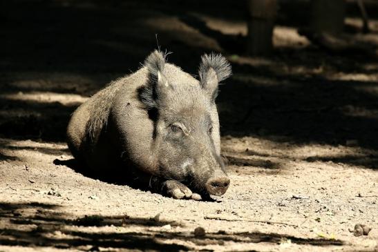 Wildschwein Wildpark Alte Fasanerie Klein Auheim 2021