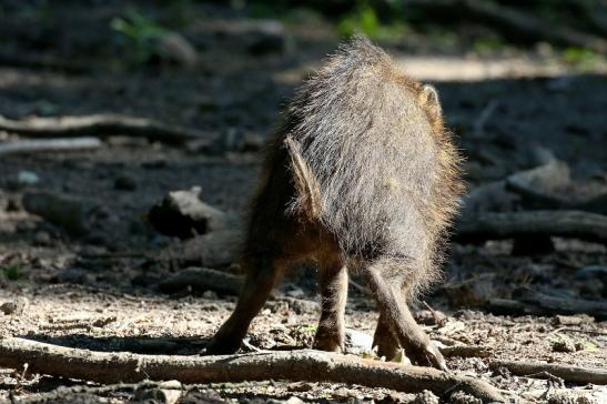 Wildschwein Wildpark Alte Fasanerie Klein Auheim 2021