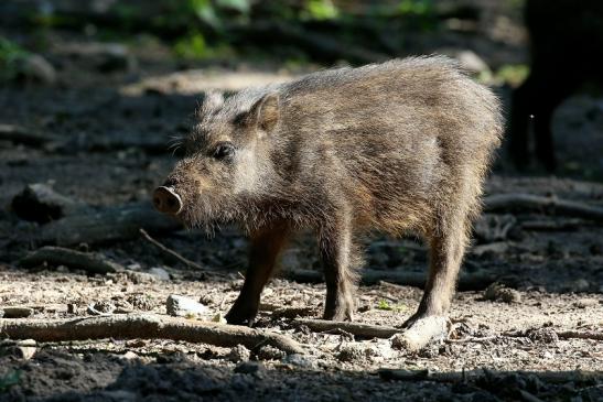 Wildschwein Wildpark Alte Fasanerie Klein Auheim 2021