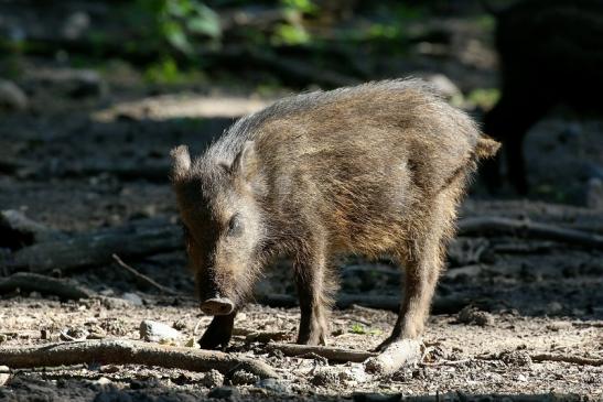 Wildschwein Wildpark Alte Fasanerie Klein Auheim 2021