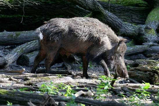 Wildschwein Wildpark Alte Fasanerie Klein Auheim 2021