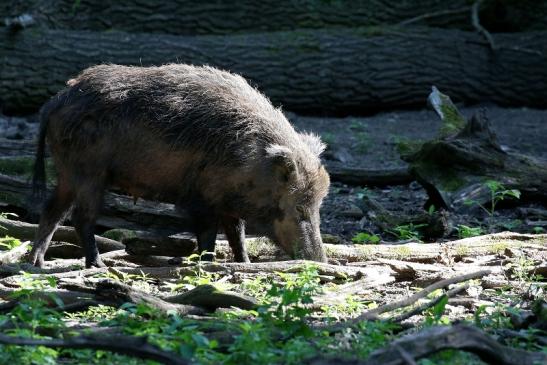 Wildschwein Wildpark Alte Fasanerie Klein Auheim 2021