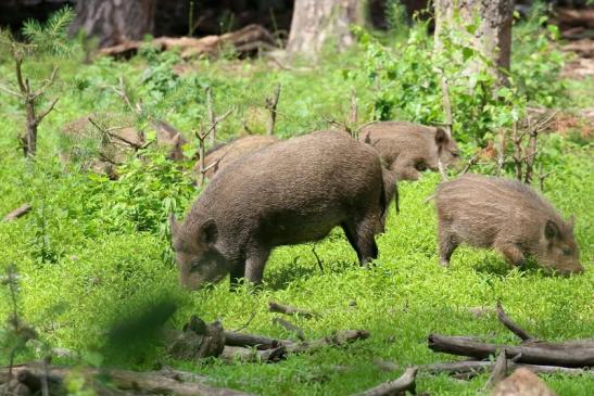 Wildschwein Wildpark mit Jungtier Alte Fasanerie Klein Auheim 2021