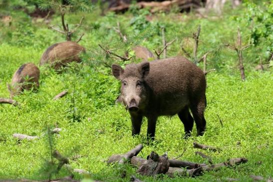 Wildschwein Wildpark Alte Fasanerie Klein Auheim 2021