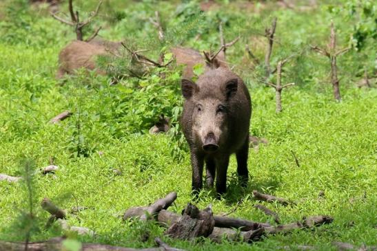 Wildschwein Wildpark mit Jungtier Alte Fasanerie Klein Auheim 2021