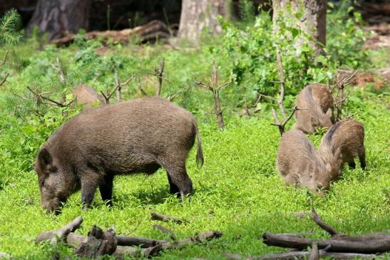 Wildschwein Wildpark mit Jungtier Alte Fasanerie Klein Auheim 2021