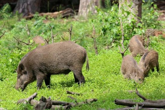 Wildschwein mit Jungtier Wildpark Alte Fasanerie Klein Auheim 2021