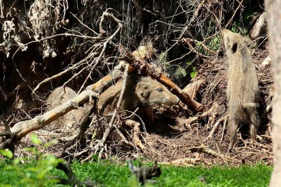 Wildschwein Wildpark Alte Fasanerie Klein Auheim 2021